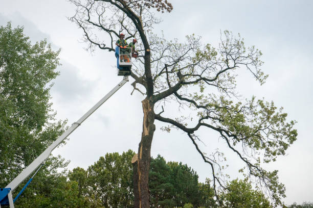 Best Arborist Consultation Services  in Duchesne, UT